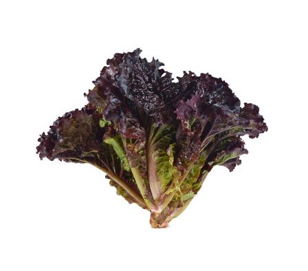 LECHUGA MORADA X UN