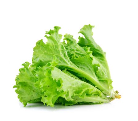 LECHUGA PIRATI X UN.