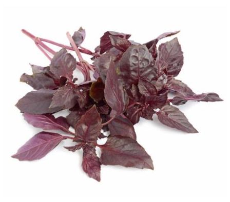 ALBAHACA MORADA X MAZO